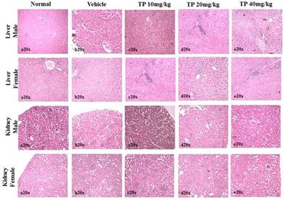 Synthesis, Characterization, and In Vivo Toxicological Evaluation of Copper (II) Oxide Containing Herbometallic Siddha Nanocomplex “Thamira Parpam”